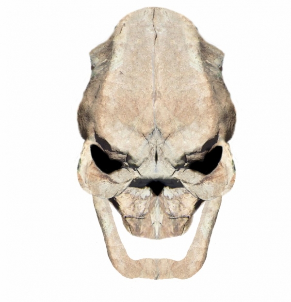 Creation of Skull: Step 7